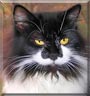 Panda the Manx