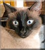 Piper the Seal Point Siamese