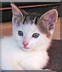 Queeny the Cat