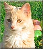 Sarah the Domestic Longhair