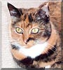 Snickers the Tortoiseshell