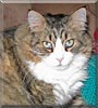 Boarpig the Maine Coon