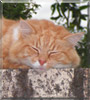 Big Red the Cat
