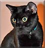 Coolidge the Cat