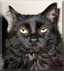 Salmon the Domestic longhair