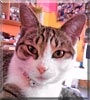 Zoey the Tuxedo tabby