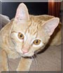 Frodo the Cat