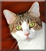 Cleo the Cat