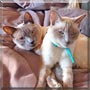 Solange, Simone the Siamese