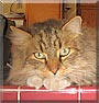 KC the Maine Coon Cat