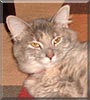 B'Jovi the Maine Coon