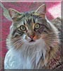 Kingston the Maine Coon mix