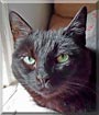 George the American Shorthair