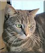 Tilly the British shorthair
