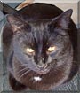 Stuart the Cat