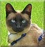 Milly the Seal Point Siamese