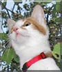 Findus the Cat