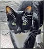 Kira the Tuxedo shorthair