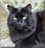 Benjie the Maine Coon