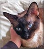 Sugar the Siamese