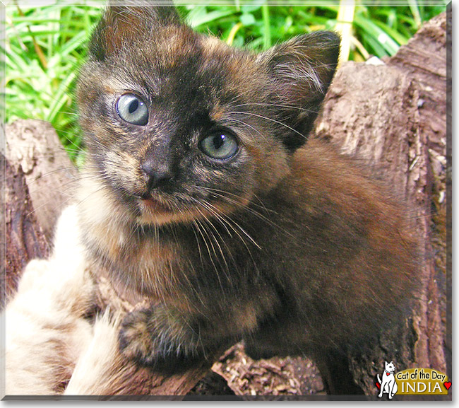India, the Cat of the Day