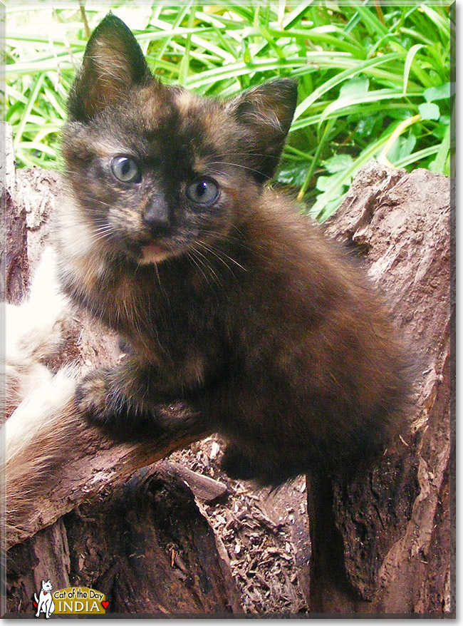 India, the Cat of the Day India, the Cat of the Day