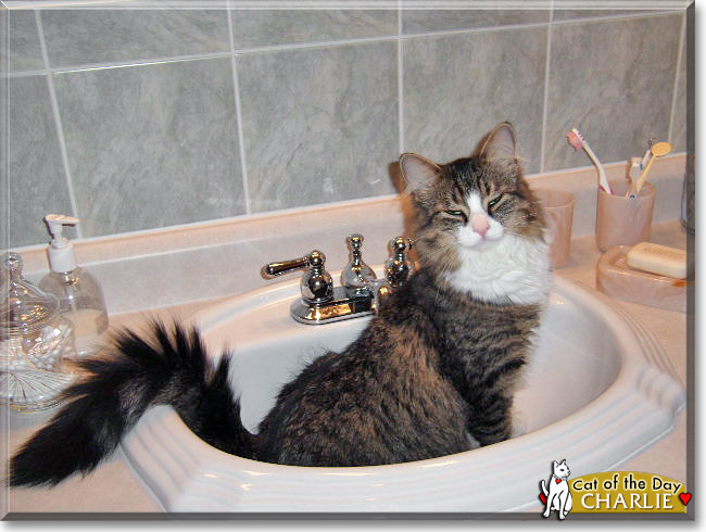 Charlie, the Cat of the Day