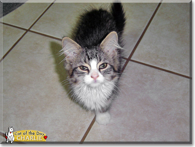 Charlie, the Cat of the Day Charlie, the Cat of the Day