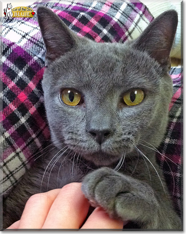 Bluie, the Cat of the Day