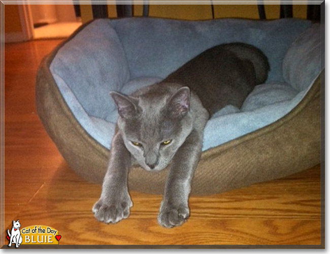 Bluie, the Cat of the Day Bluie, the Cat of the Day