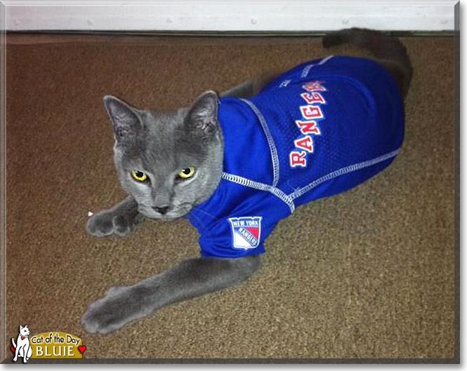Bluie, the Cat of the Day Bluie, the Cat of the Day