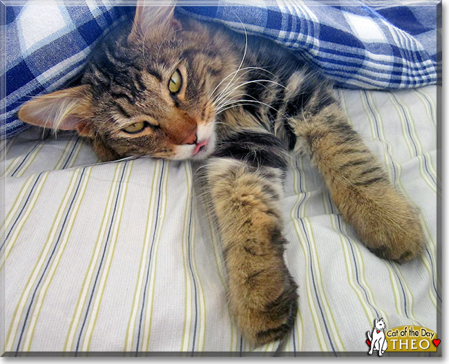 Theo, the Cat of the Day Theo, the Cat of the Day