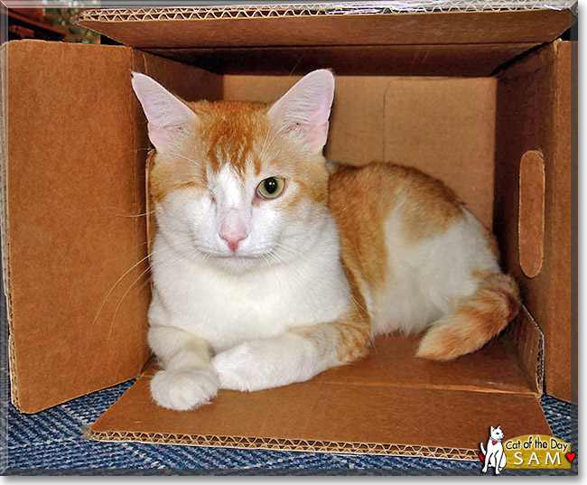 Sam, the Cat of the Day