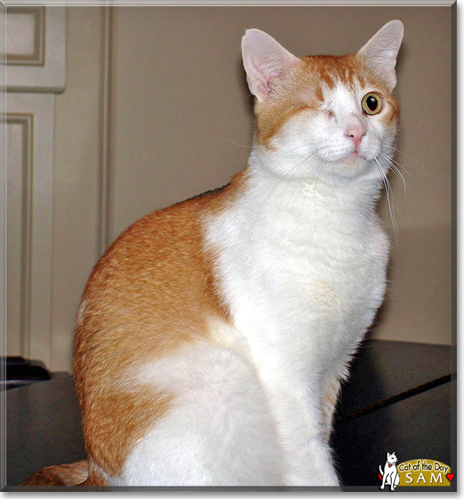 Sam, the Cat of the Day Sam, the Cat of the Day