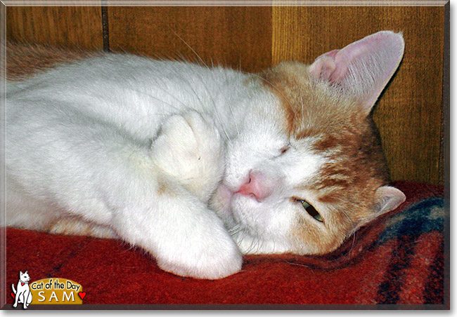Sam, the Cat of the Day Sam, the Cat of the Day