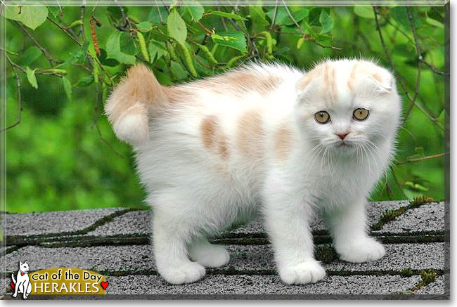 Herakles, the Cat of the Day