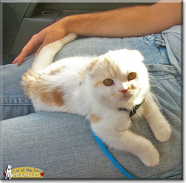 Herakles, the Cat of the Day Herakles, the Cat of the Day