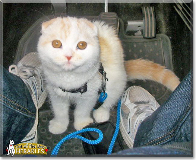 Herakles, the Cat of the Day Herakles, the Cat of the Day