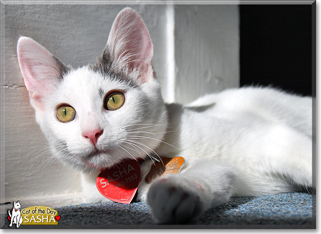 Sasha, the Cat of the Day