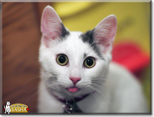 Sasha, the Cat of the Day Sasha, the Cat of the Day