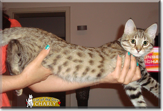 Charly, the Cat of the Day Charly, the Cat of the Day