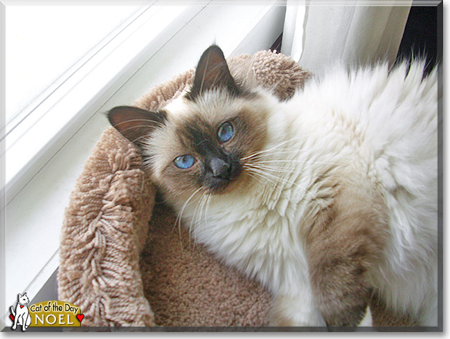 Noel, the Cat of the Day
