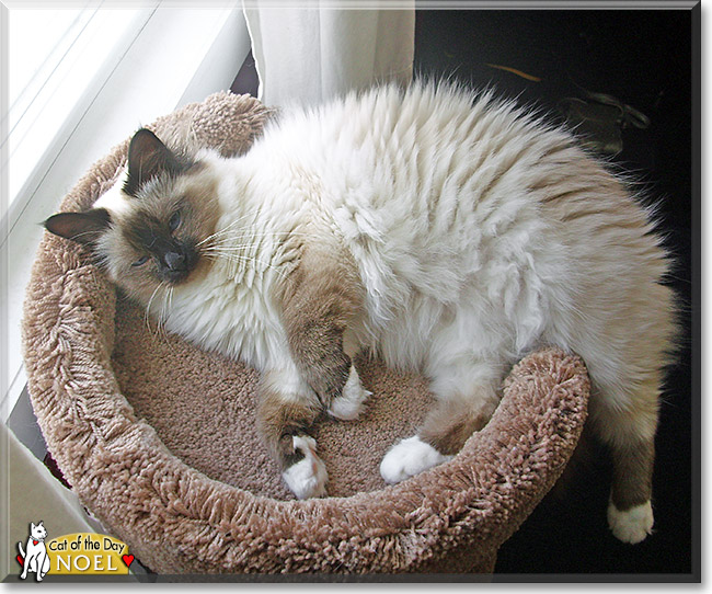 Noel, the Cat of the Day Noel, the Cat of the Day