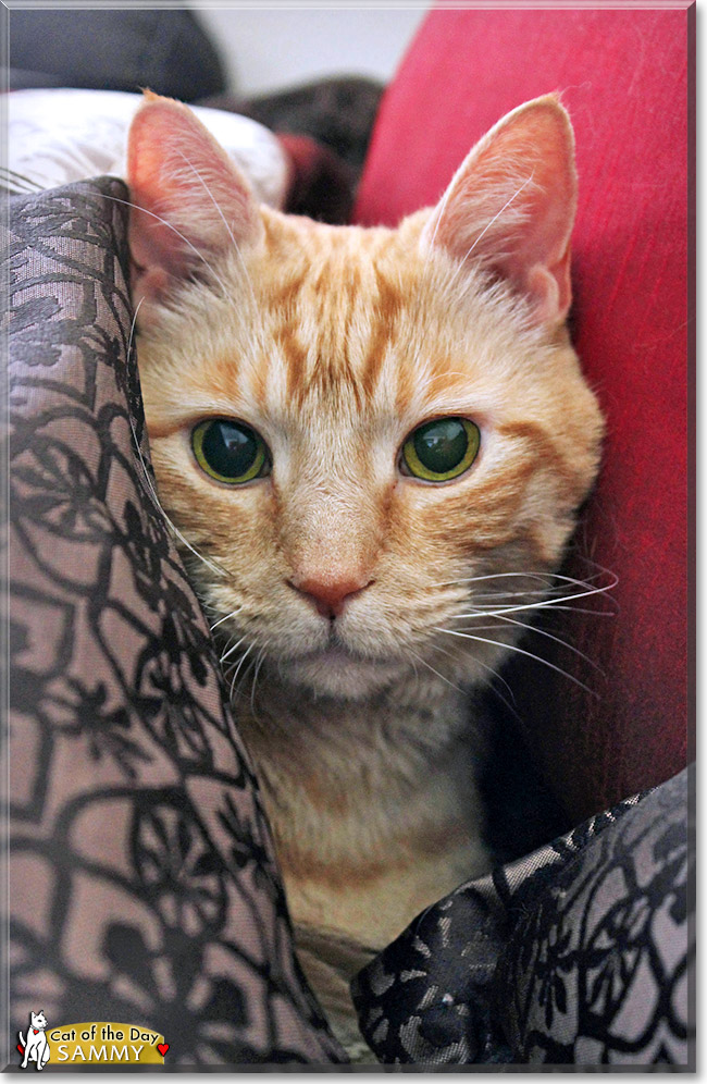 Sammy, the Cat of the Day