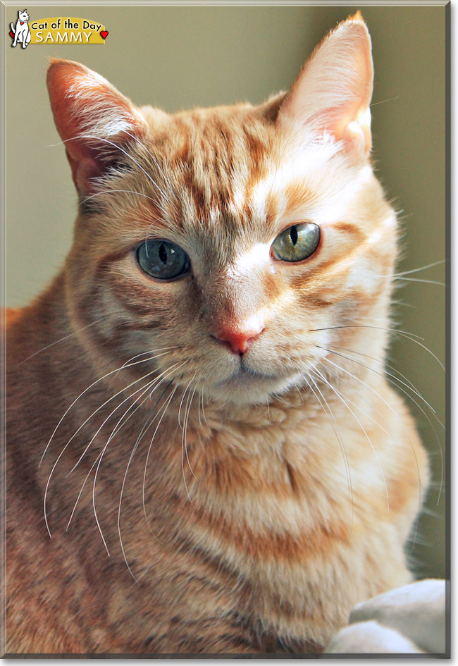 Sammy, the Cat of the Day Sammy, the Cat of the Day