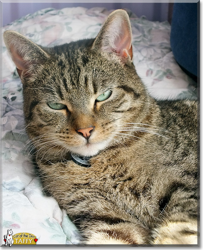 Taffy, the Cat of the Day