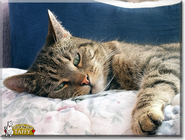 Taffy, the Cat of the Day Taffy, the Cat of the Day