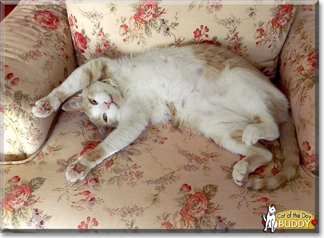 Buddy, the Cat of the Day