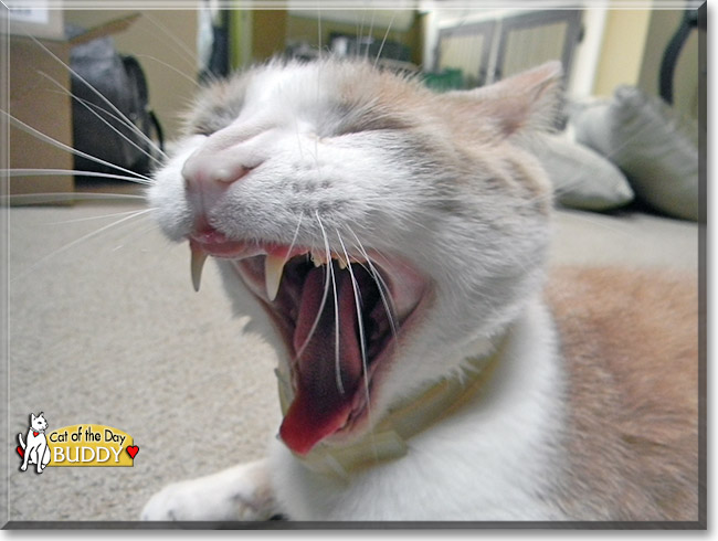 Buddy, the Cat of the Day Buddy, the Cat of the Day