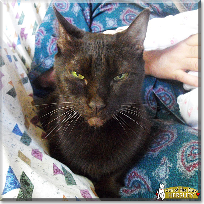 Hershey, the Cat of the Day